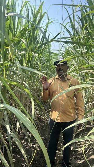 Immunity પ્રોડક્ટ સાથે ખેડૂત, શેરડીના ખેતરમાં | Gujarat Bio Organics